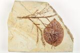 Fossil Leaf (Davidia) & Cyprus (Taxodium) Fronds - Montana #203561-1